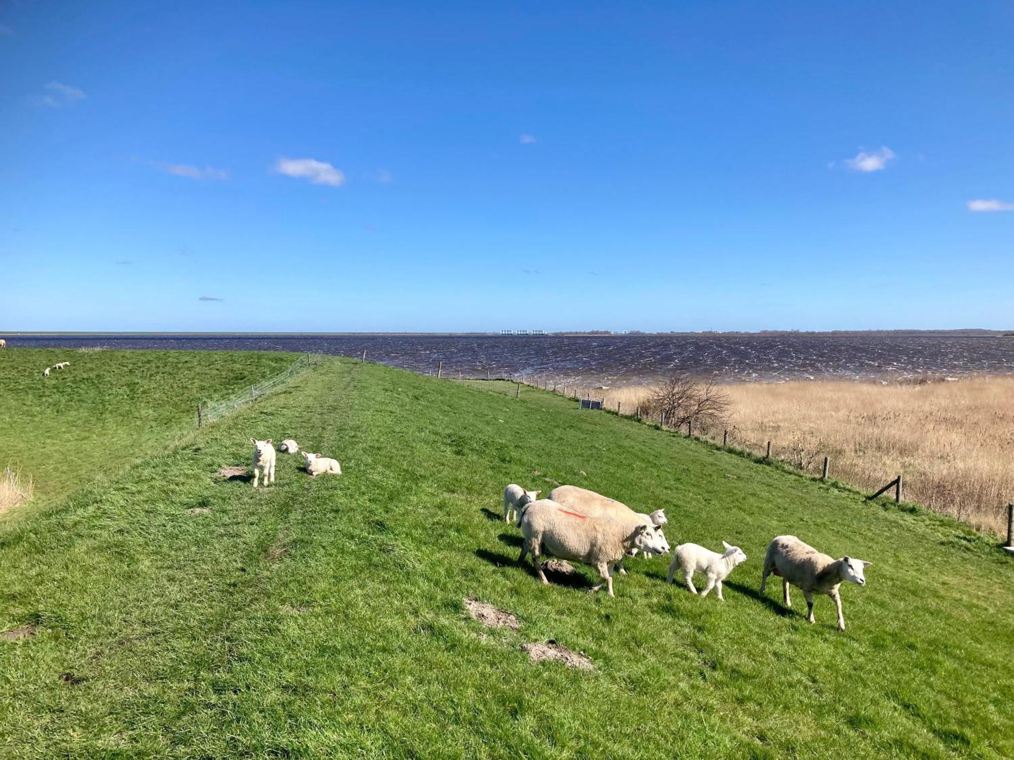 Leonie 6 Pers Holiday Home With A Large Garden Close To The Lauwersmeer Anjum 外观 照片